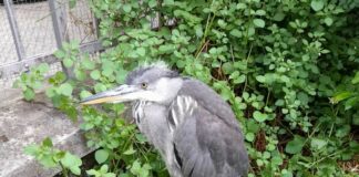 Genova, airone cinerino salvato dalla polizia locale a Sestri Ponente airone cinerino Sestri Ponente
