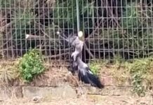 Rapallo, aironi uccisi con taglio albero, Ambientalisti presentano denuncia airone morto a Rapallo