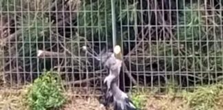 Rapallo, indagini per la morte di due aironi cinerini per abbattimento albero airone morto a Rapallo