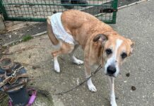 Genova, cane malato abbandonato davanti al canile di Monte Contessa cane abbandonato canile Monte Contessa