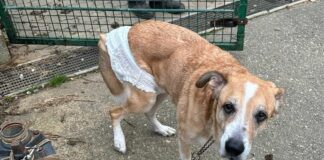 Genova, cane malato abbandonato davanti al canile di Monte Contessa cane abbandonato canile Monte Contessa