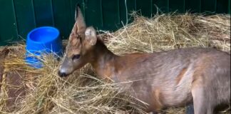 Pontinvrea, capriolo travolto per strada resta abbandonato per tutta la notte Pontinvrea capriolo ferito