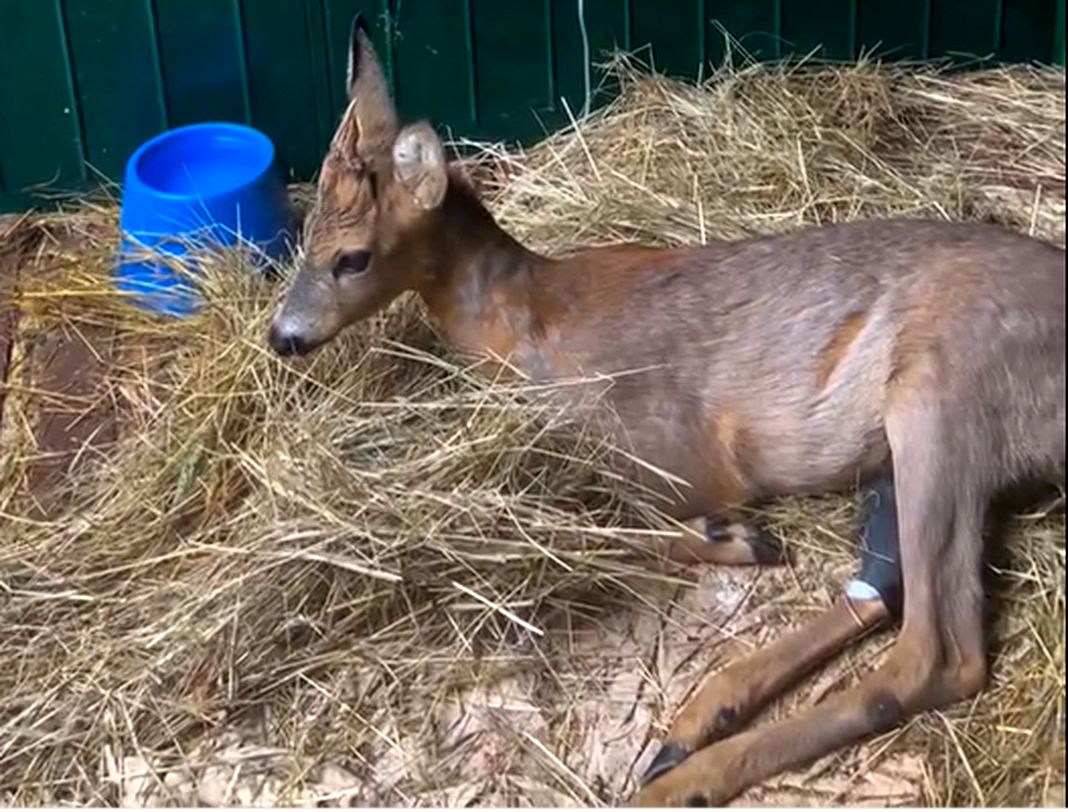 Pontinvrea capriolo ferito