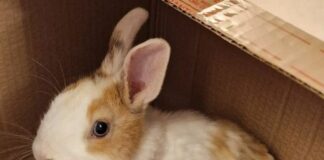 San Fruttuoso, coniglietto salvato tra le auto in via Paggi coniglietto via Paggi San Fruttuoso Genova