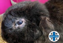 Genova, una cavia e un coniglio abbandonati in un secchio tra la spazzatura coniglio tra la spazzatura