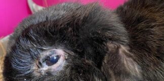 Genova, una cavia e un coniglio abbandonati in un secchio tra la spazzatura coniglio tra la spazzatura