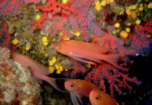 Rigassificatore a Vado Ligure, WWF denuncia: spariti dai progetti gli habitat marini fondale mare, corallo, coralligeno