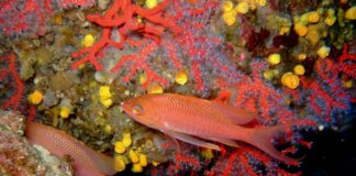 Rigassificatore a Vado Ligure, WWF denuncia: spariti dai progetti gli habitat marini fondale mare, corallo, coralligeno