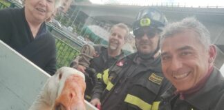 Genova, vigili del fuoco a caccia di un’oca nel Varenna a Pegli Pegli oca nel Varenna