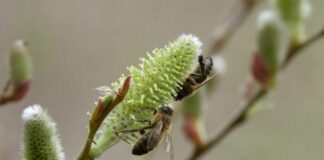 Pollini, il bollettino Arpal per la Liguria Polline arpal
