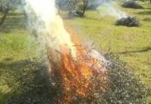 Potatura Olivi, Regione Liguria autorizza distruzione con fuoco potatura olivi fuoco