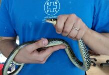 Genova, posteggia l’auto e si trova un serpente sul tetto Biacco - serpente