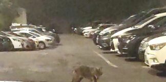 Genova, giovane lupo avvistato sulle alture di Marassi Lupo via Monterosa Marassi