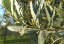 Pollini in Liguria, le rilevazioni di Arpal Olivo