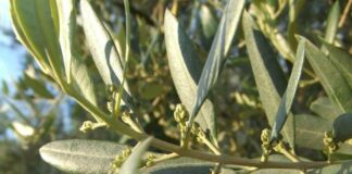 Pollini in Liguria, le rilevazioni di Arpal Olivo