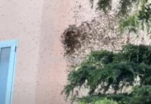 Genova, sciame di api tra le case ad Oregina, arriva l’apicoltore – VIDEO Oregina sciame api