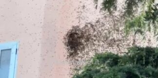 Genova, sciame di api tra le case ad Oregina, arriva l’apicoltore – VIDEO Oregina sciame api