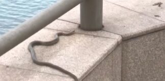 Genova, serpente per strada sul Lungomare di Pegli Serpente Lungomare Pegli