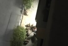 Genova, ancora cinghiali per le vie della città: questa volta a San Fruttuoso