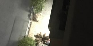 Genova, ancora cinghiali per le vie della città: questa volta a San Fruttuoso