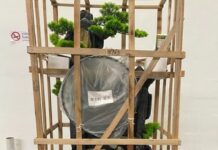 Genova, merce senza marchi CE sequestrata dall’Agenzia delle Dogane albero finto sequestrato