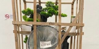 Genova, merce senza marchi CE sequestrata dall’Agenzia delle Dogane albero finto sequestrato