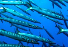 Genova, in Liguria anche pesci sono foresti, incontro all’Acquario Barracuda