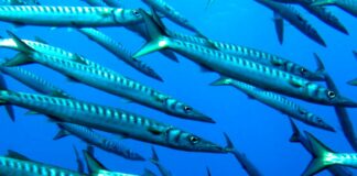 Genova, in Liguria anche pesci sono foresti, incontro all’Acquario Barracuda