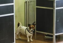 Elezioni Europee, si può votare con il cane? cane seggio elettorale