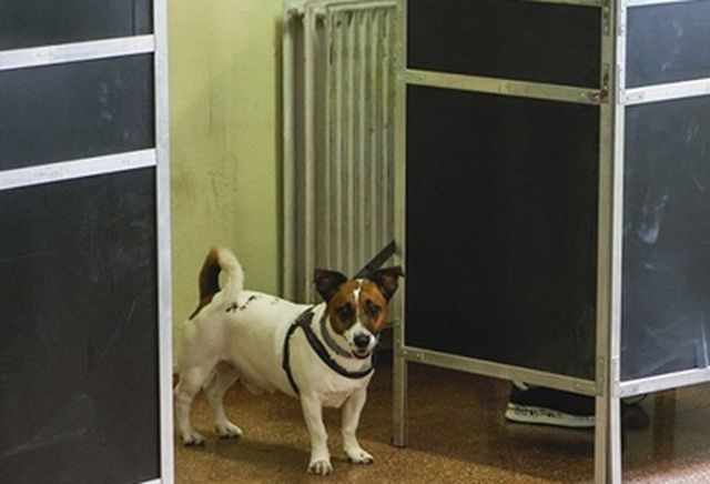 cane seggio elettorale