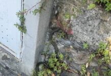 Chiavari, serpente con topo in bocca in pieno centro – VIDEO Chiavari serpente