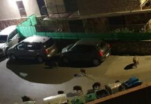 Genova, ancora cinghiali per strada, rischio incidenti Cinghiali via Edera