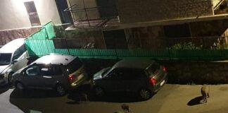 Genova, ancora cinghiali per strada, rischio incidenti Cinghiali via Edera