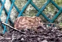 Genova, cinghiale caduto nel giardino, Animalisti Genovesi: che fine ha fatto? cinghialino caduto