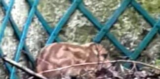 Genova, cinghiale caduto nel giardino, Animalisti Genovesi: che fine ha fatto? cinghialino caduto