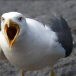 gabbiano
