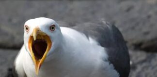 Tigullio, in aumento gli “attacchi” dei gabbiani, gli esperti: è un adattamento gabbiano