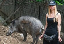 Genova, Tar sospende l’abbattimento di Naso e Rosetta, salvi per ora i cinghiali cinghiali Rifugio Miletta Bargagli