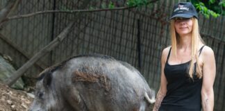 Genova, Tar sospende l’abbattimento di Naso e Rosetta, salvi per ora i cinghiali cinghiali Rifugio Miletta Bargagli