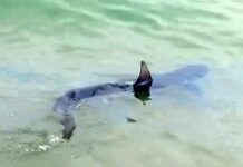 Savona, squalo a riva alla spiaggia delle Fornaci squalo verdesca savona fornaci 27 giugno 2024