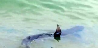 Savona, squalo a riva alla spiaggia delle Fornaci squalo verdesca savona fornaci 27 giugno 2024