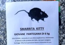 Genova, smarrita Kitty, pantegana di 6 kg, scherzo o ironica protesta? manifesto Kitty topo