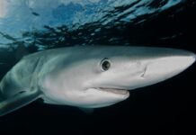 Uomini e squali, all’Acquario di Genova per scoprire se una convivenza è possibile verdesca squalo prionace glauca