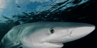 Uomini e squali, all’Acquario di Genova per scoprire se una convivenza è possibile verdesca squalo prionace glauca