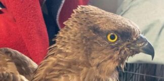 Savona, falco pecchiaiolo ferito, arriva l’Enpa Falco pecchiaiolo ferito