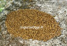 Rapallo, sciame di api atterra al Cimitero – VIDEO Rapallo sciame api cimitero