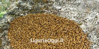 Rapallo, sciame di api atterra al Cimitero – VIDEO Rapallo sciame api cimitero