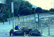 Recco, raid dei cinghiali sul lungomare, ribaltati i bidoni Recco cinghiali lungomare 3 luglio 2024