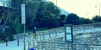 Recco, raid dei cinghiali sul lungomare, ribaltati i bidoni Recco cinghiali lungomare 3 luglio 2024