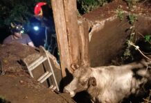 Genova, mucca cade in una cisterna sulle alture di Sestri, salvata dai vigili del fuoco mucca salvata vigili fuoco sestri ponente 2 luglio 2024